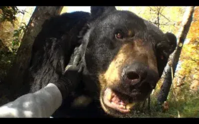 Chillmaster – Usazofarisa