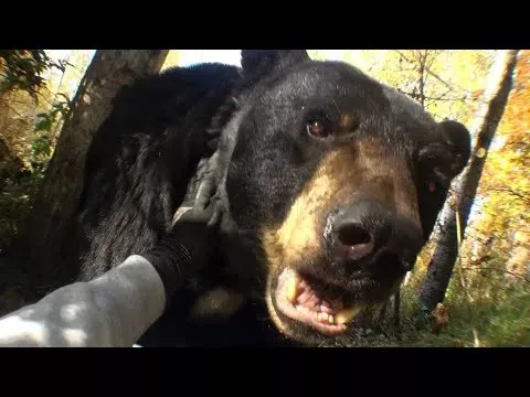 Chillmaster – Usazofarisa